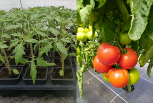 PLANT TOMATE ronde rouge variété Paola F1 - Pot de 8 cm - bonne résistance aux maladies, bon rendement et bonne qualité gustative.  Pour plantation sous abri à partir d’avril ou en plein champ après les dernières gelées (mi-mai).